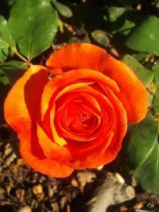 Orange Rose - GDC
