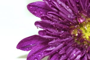 water-drops-on-purple-flower-background_z1yIdyYd